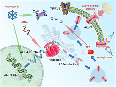 Cerebral Microcirculation, Perivascular Unit, and Glymphatic System: Role of Aquaporin-4 as the Gatekeeper for Water Homeostasis